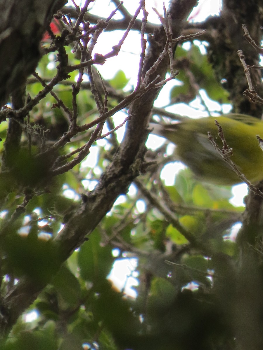 Hawaii-Sichelkleidervogel - ML34092301