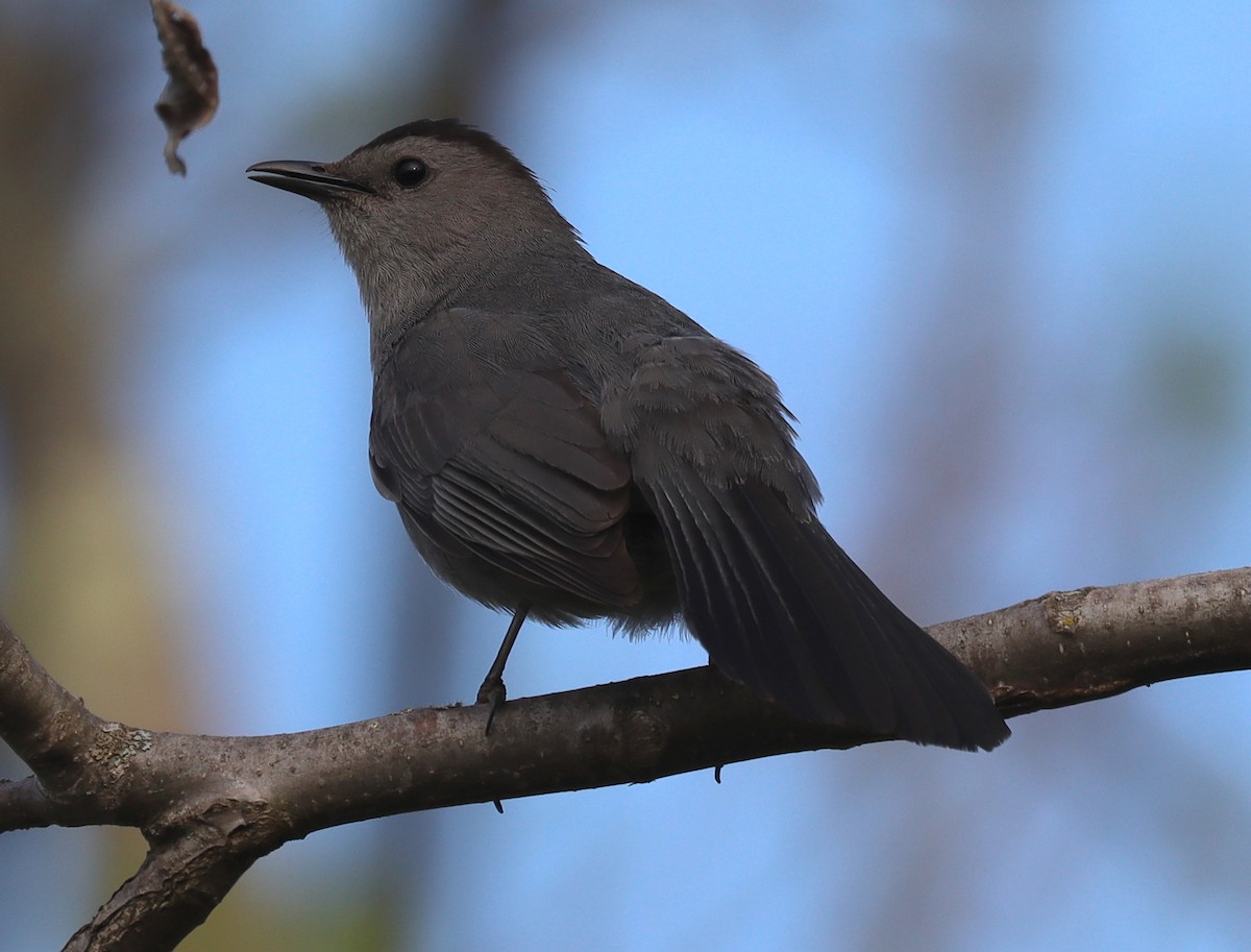 Pájaro Gato Gris - ML340923241