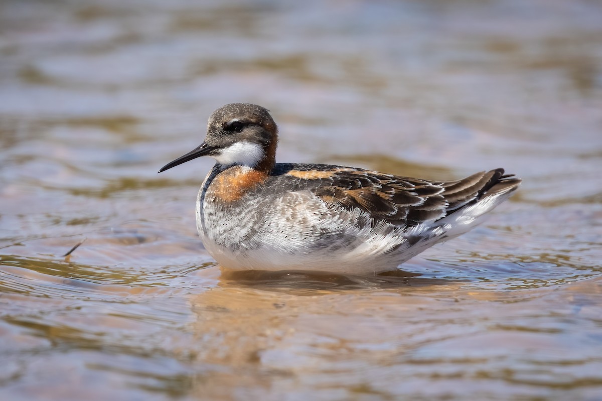 Red-necked Phalarope - ML340924141