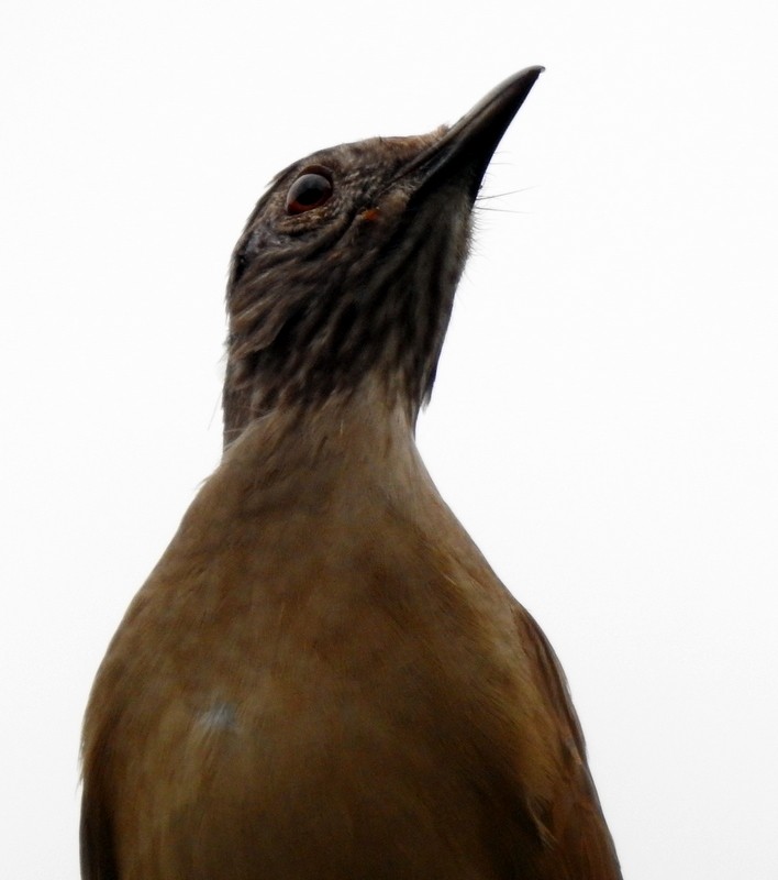 Pale-breasted Thrush - ML340924581
