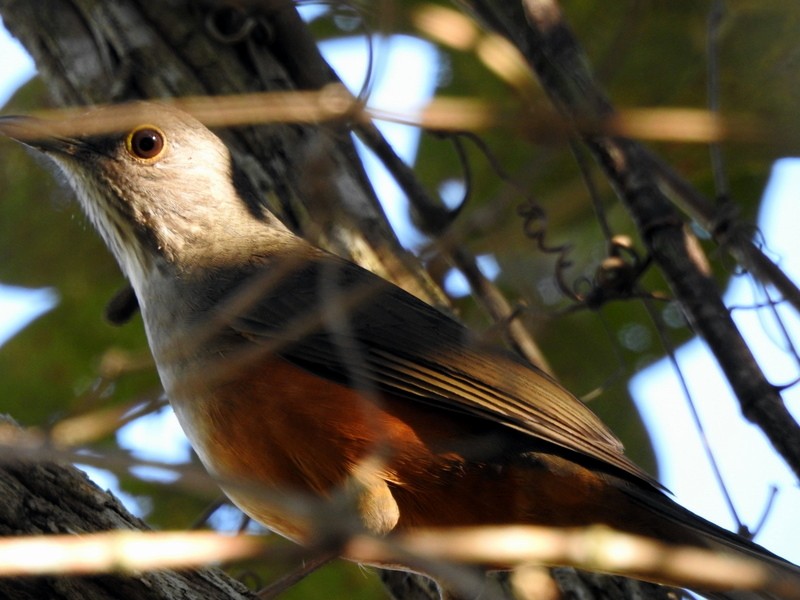 Rufous-bellied Thrush - ML340924601