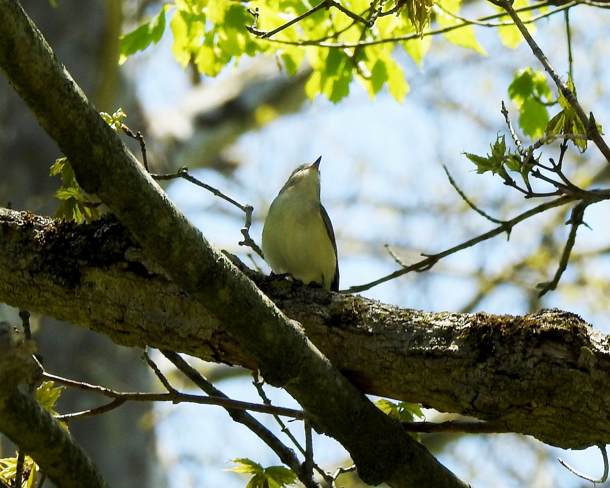 Sängervireo - ML340924991