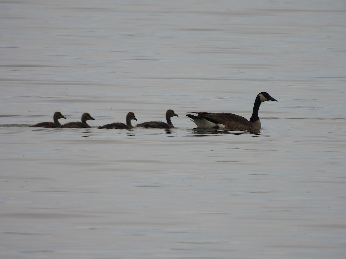 Canada Goose - ML340925851