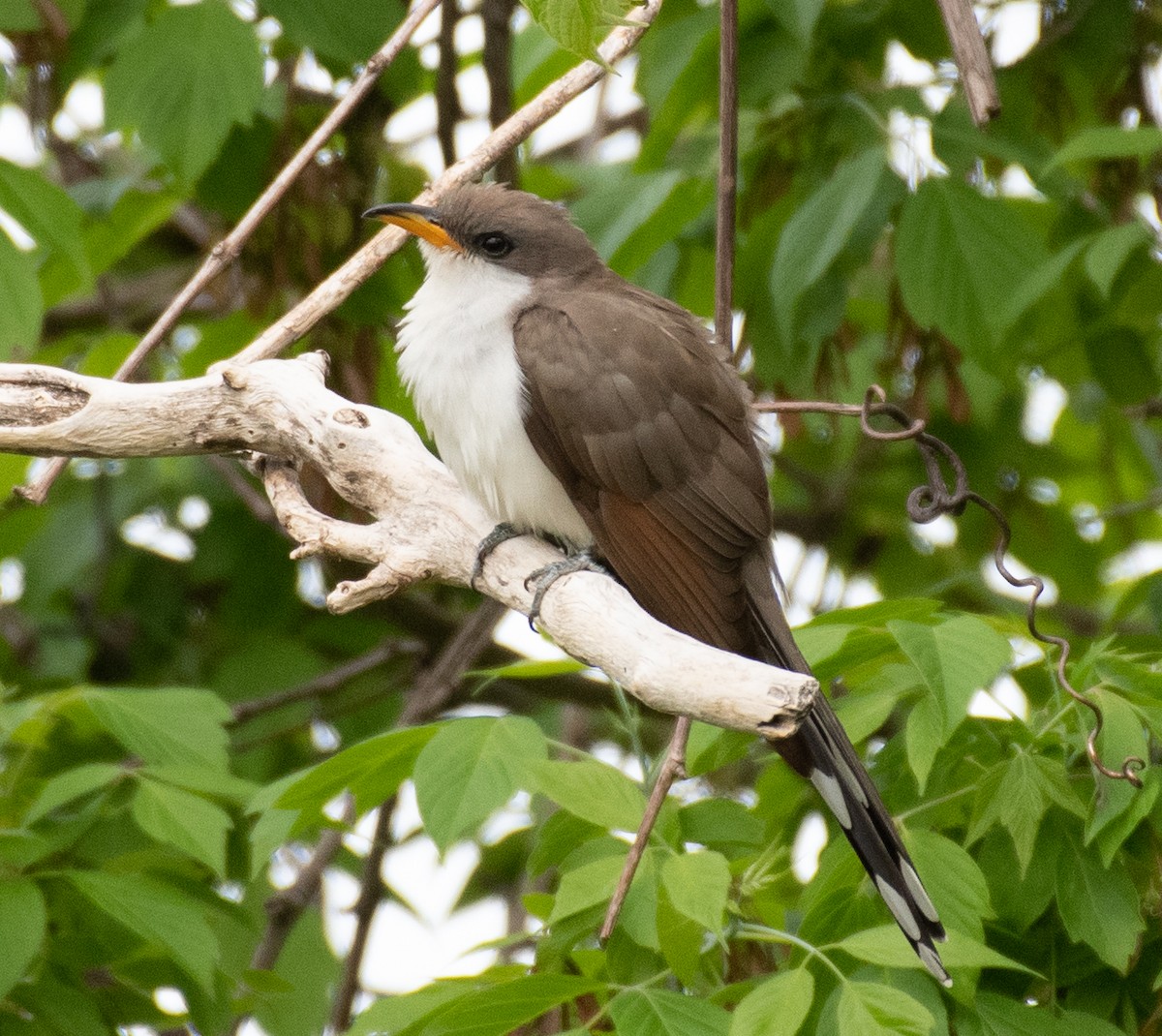 Yellow-billed Cuckoo - ML340926421