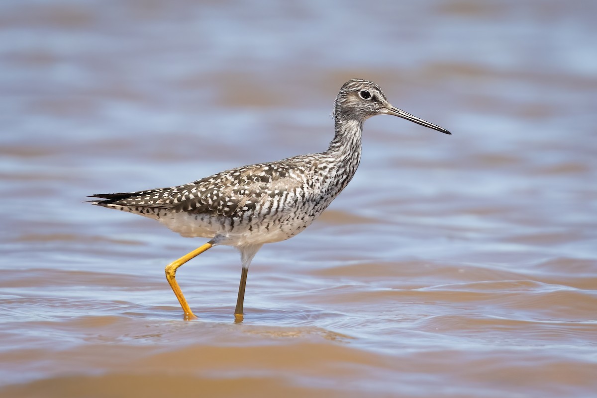 Greater Yellowlegs - ML340926661