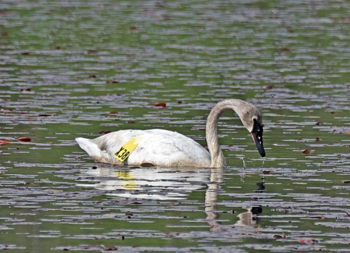 Trumpeter Swan - Michael Hatton