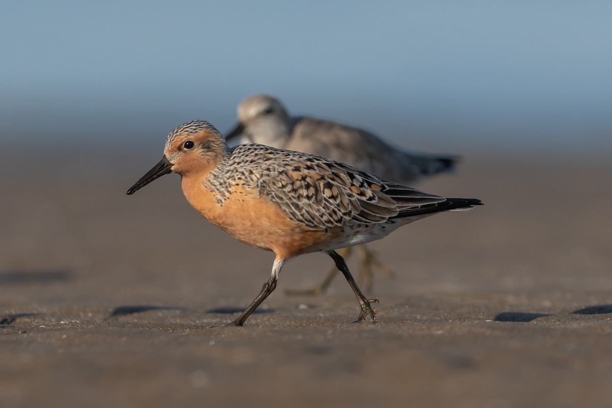 Red Knot - Pablo Ramos