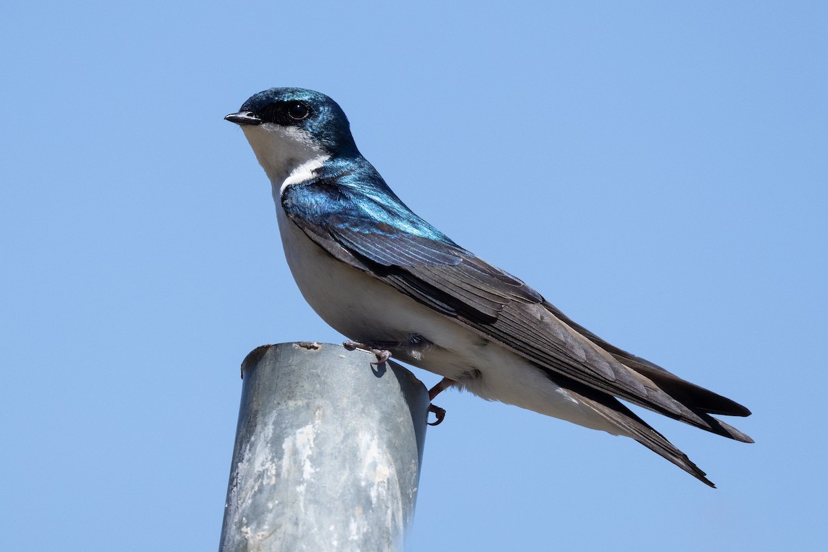 Tree Swallow - ML340929571
