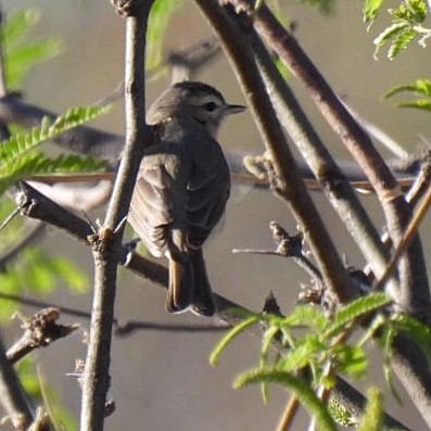 Warbling Vireo - Susan Kirkbride