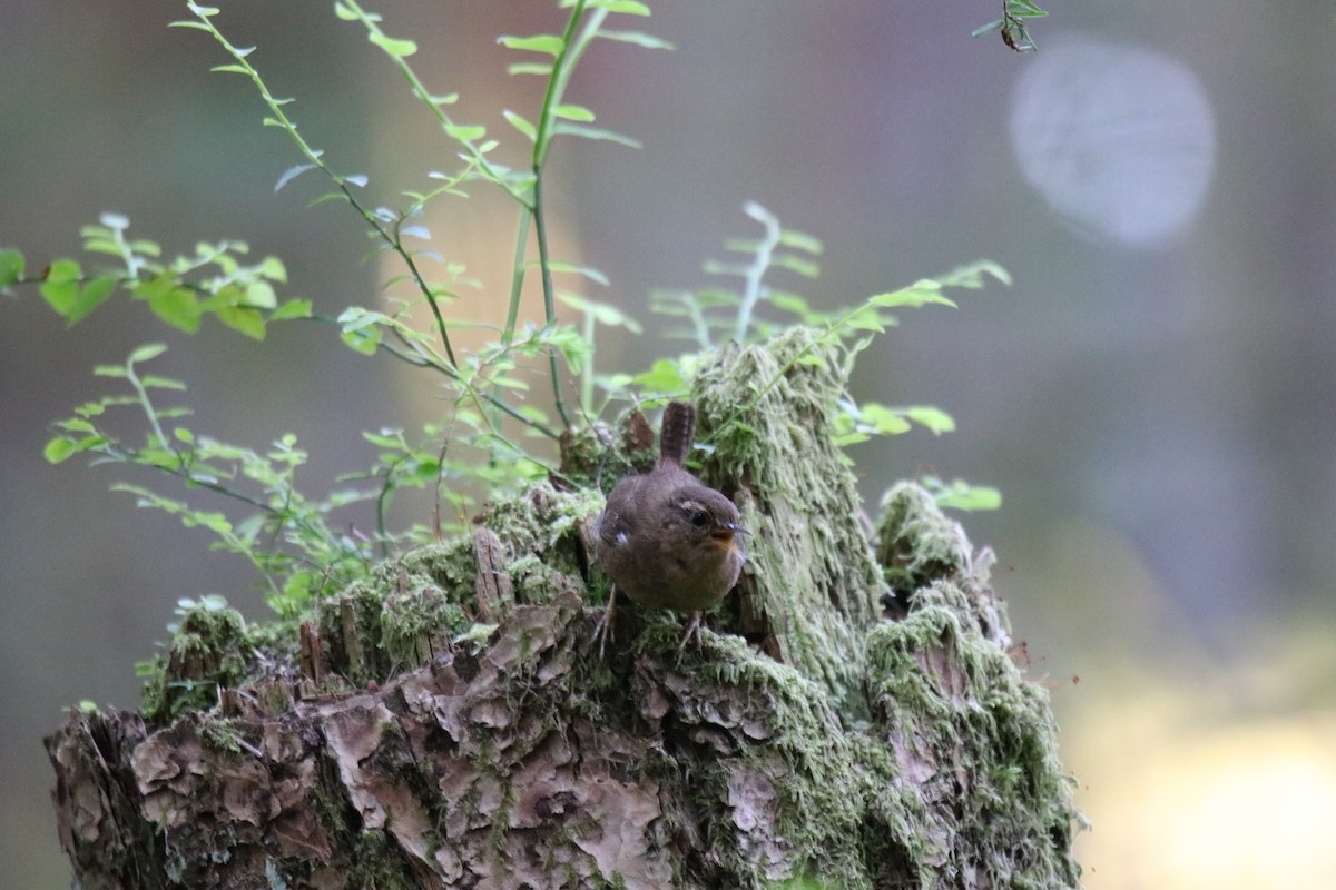 Pacific Wren - ML340931101