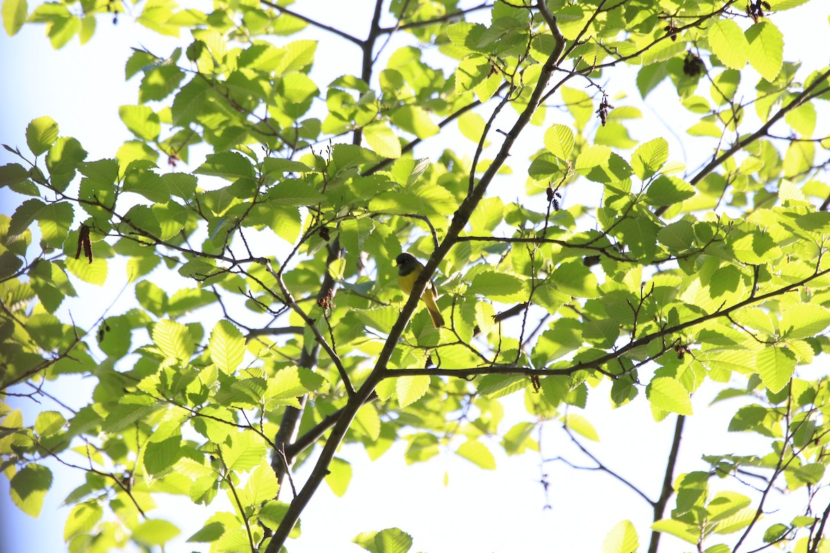 MacGillivray's Warbler - ML340931221