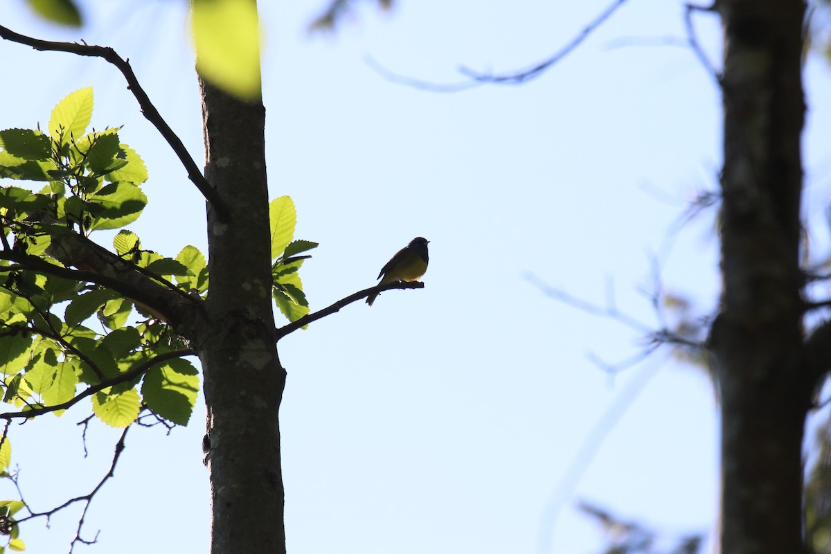 MacGillivray's Warbler - ML340931231