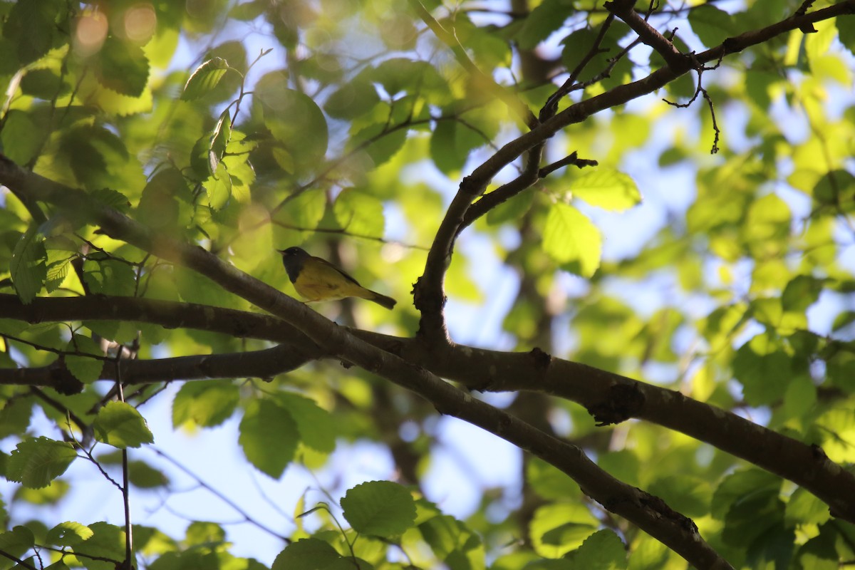 MacGillivray's Warbler - ML340931241