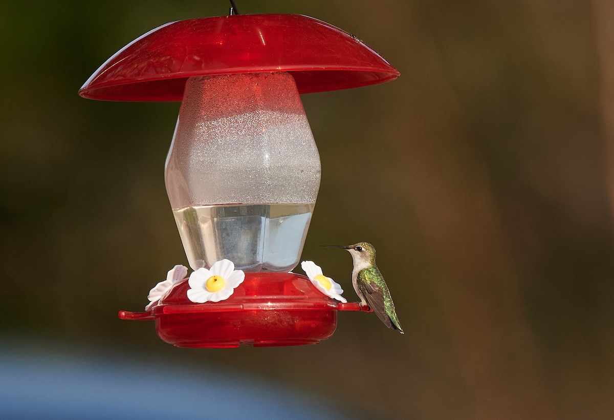 Ruby-throated Hummingbird - Peggy Scanlan