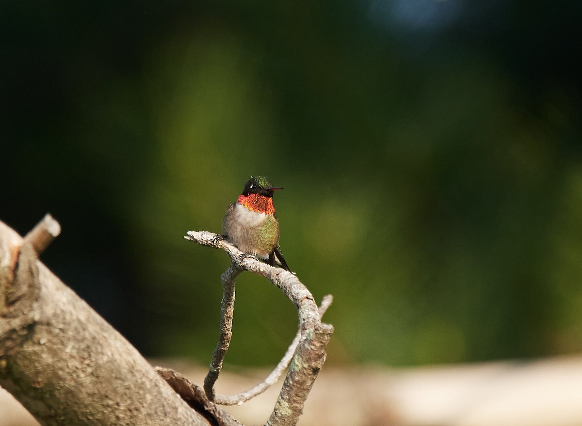 Ruby-throated Hummingbird - ML340931641