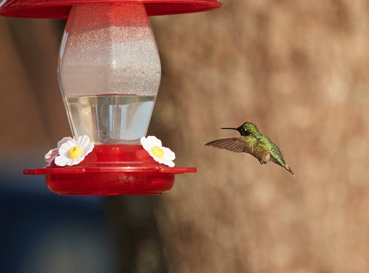 Ruby-throated Hummingbird - Peggy Scanlan