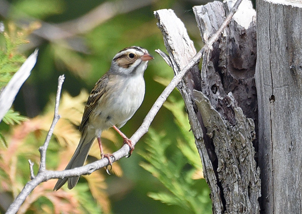 Clay-colored Sparrow - ML340934171