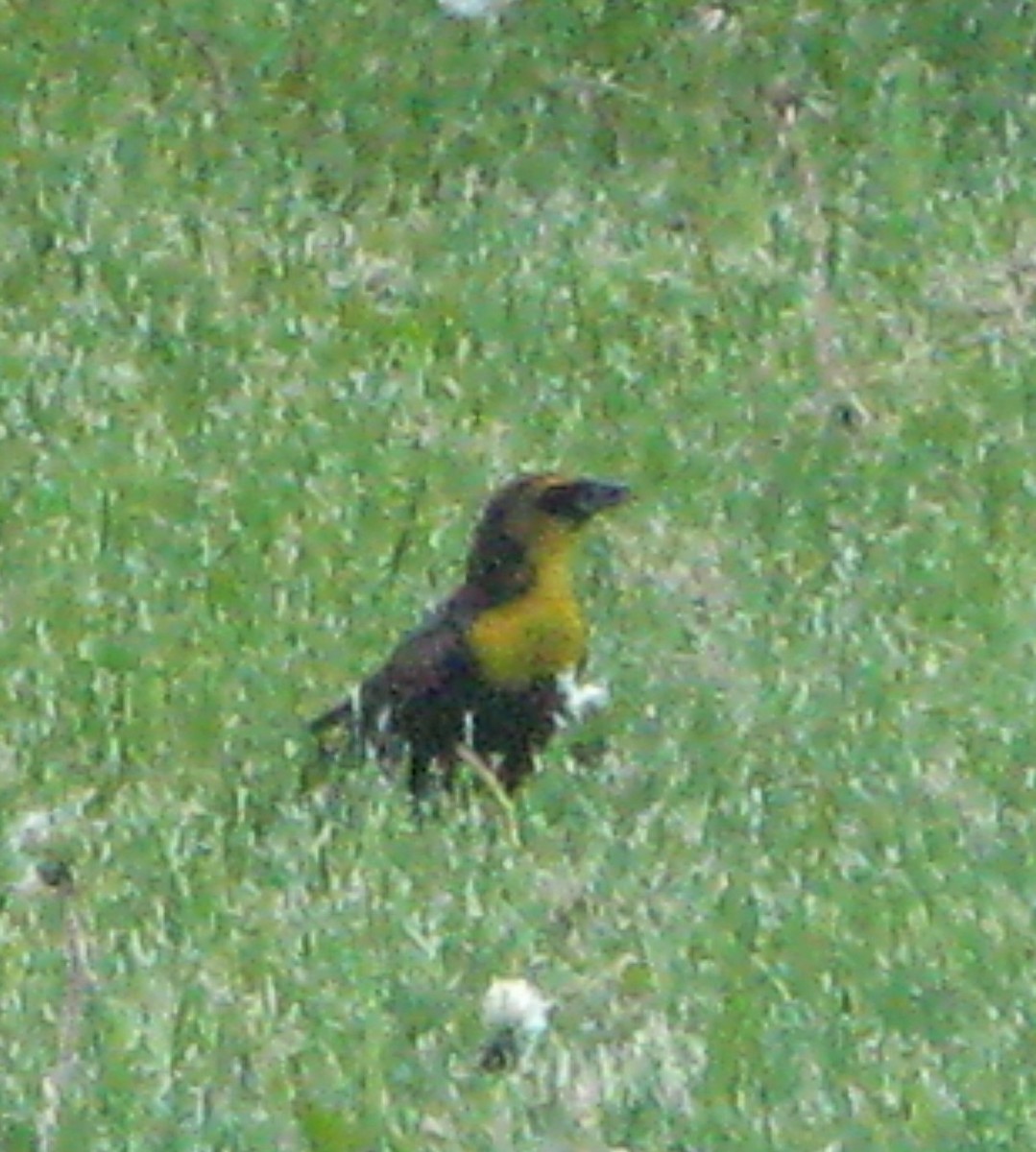 Yellow-headed Blackbird - ML340935441