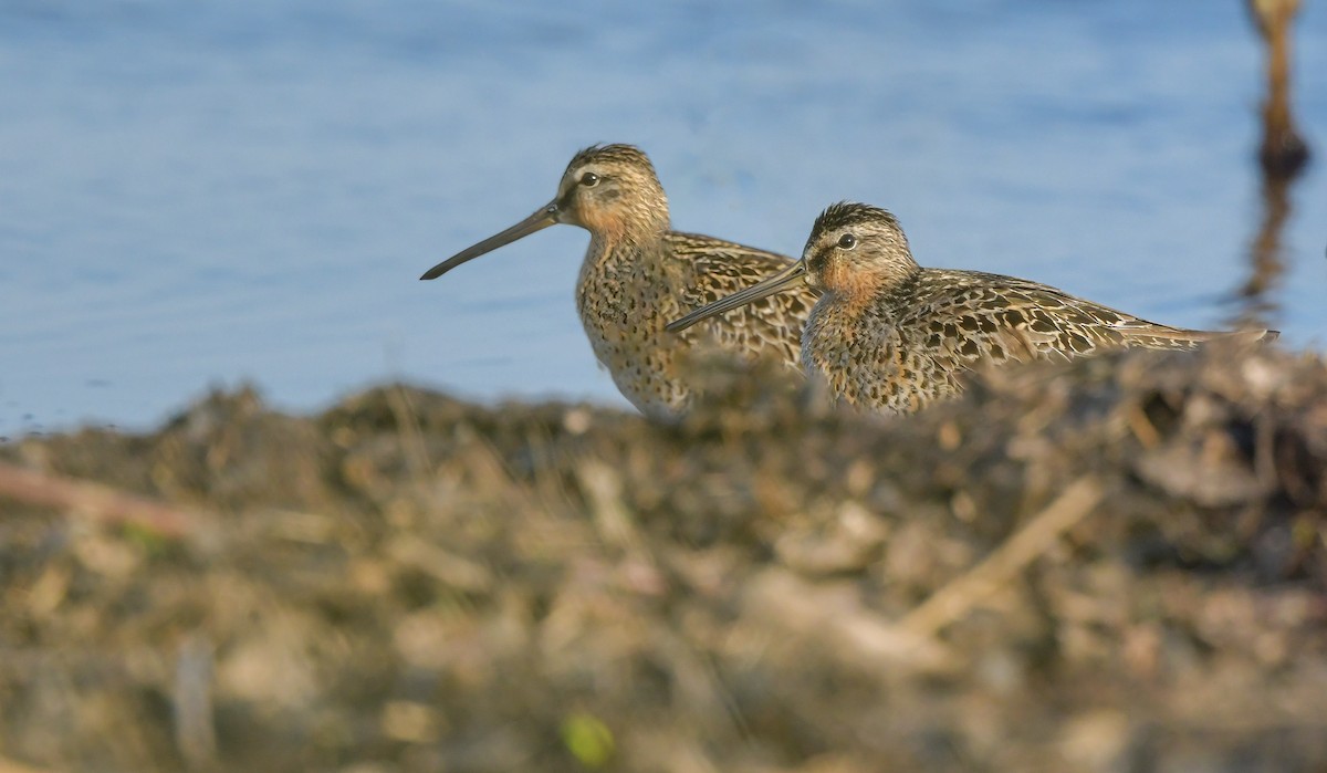 Short-billed Dowitcher - ML340936261