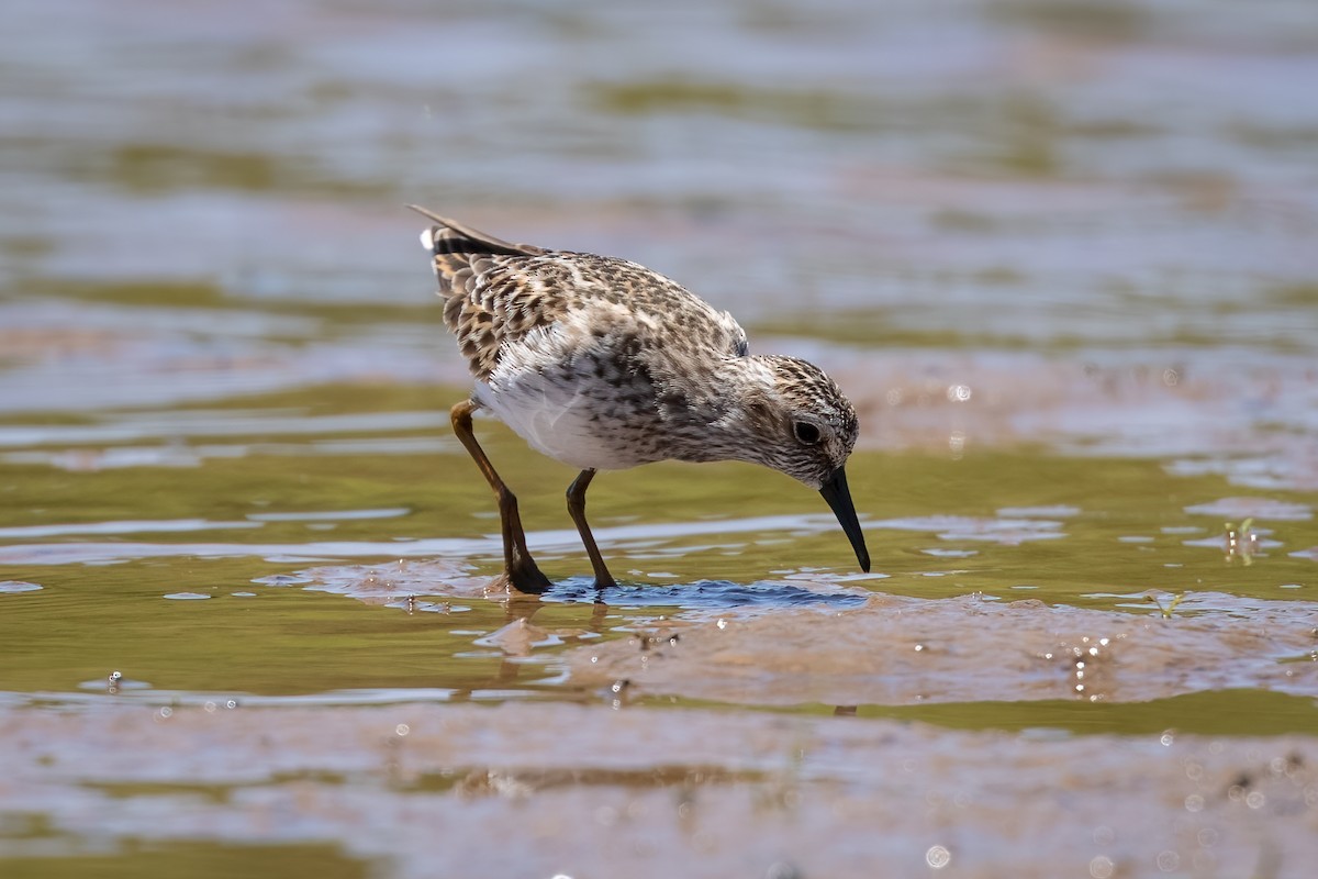 Least Sandpiper - ML340936431