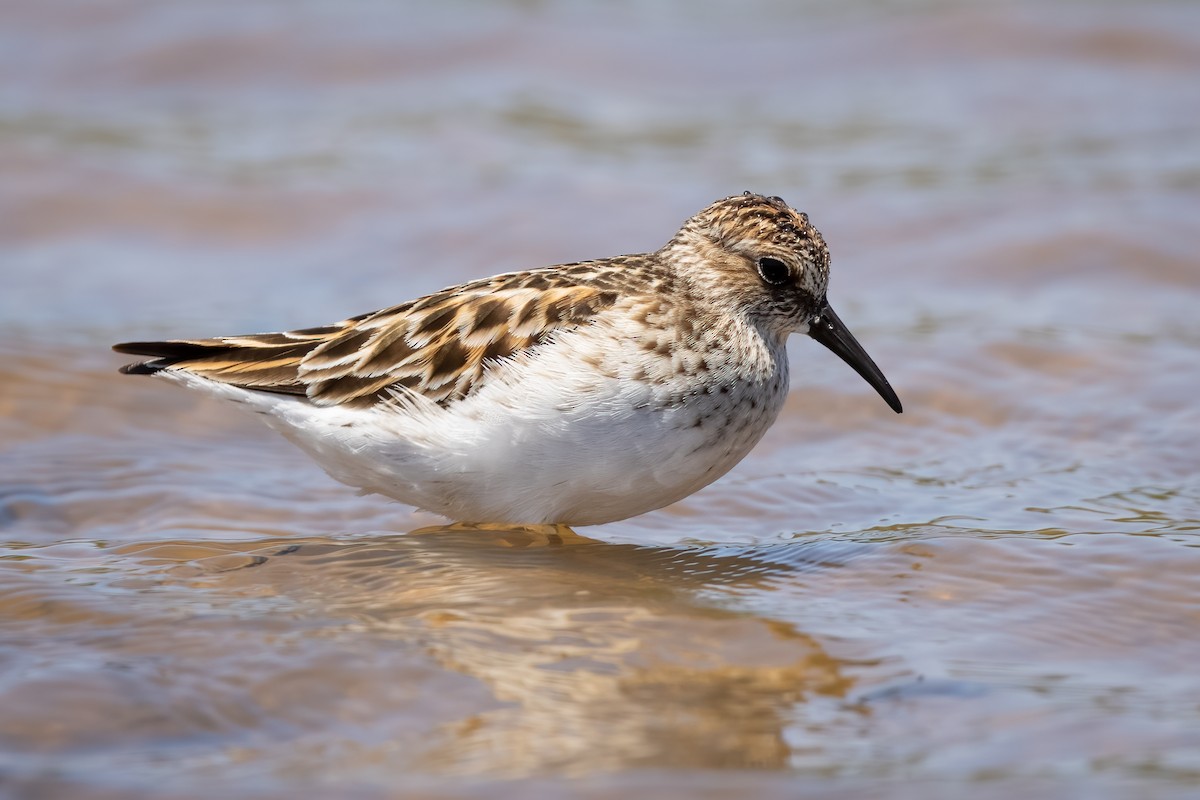 Least Sandpiper - ML340936441