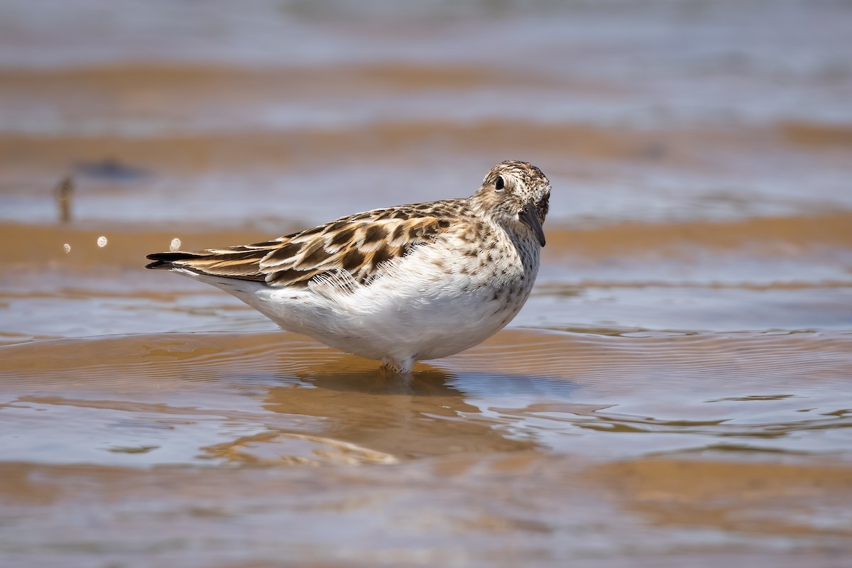 Least Sandpiper - ML340936461