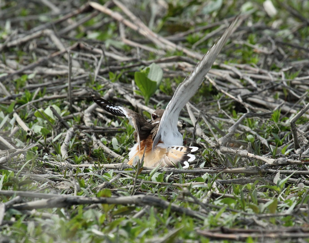 Killdeer - ML340938091