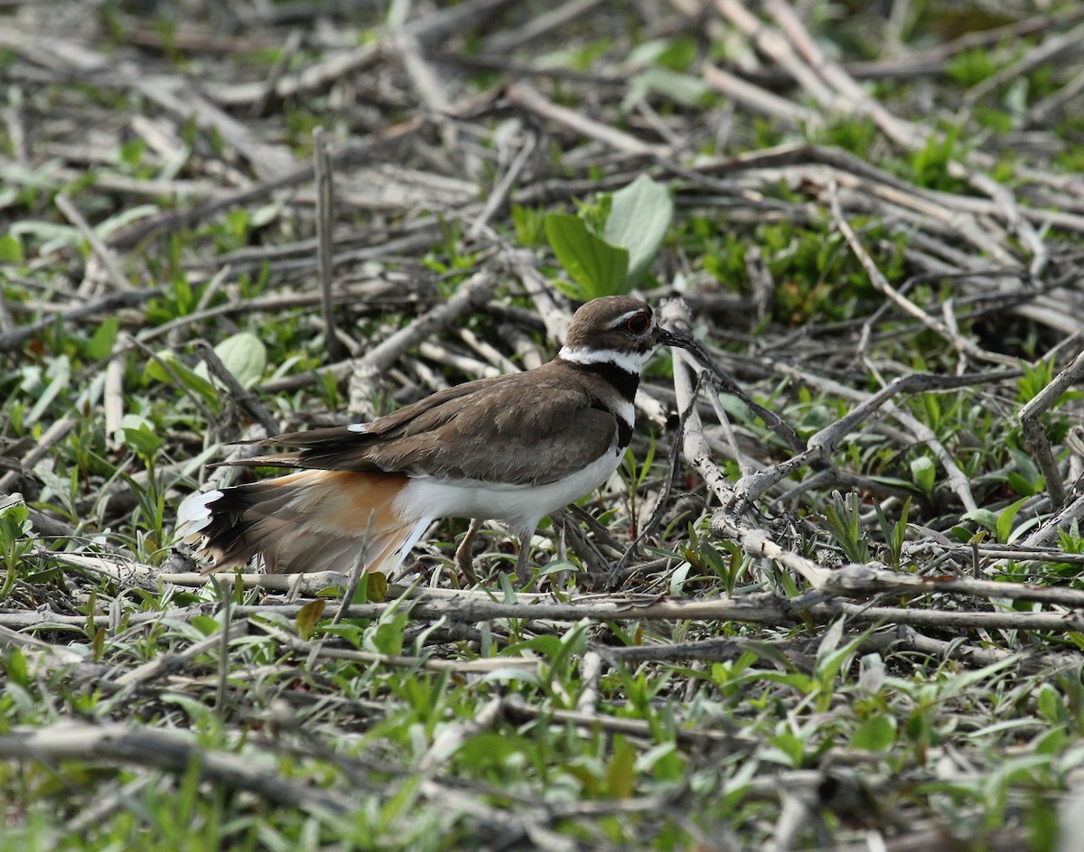 Killdeer - ML340938101