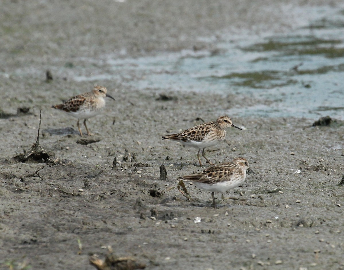 Least Sandpiper - ML340938151