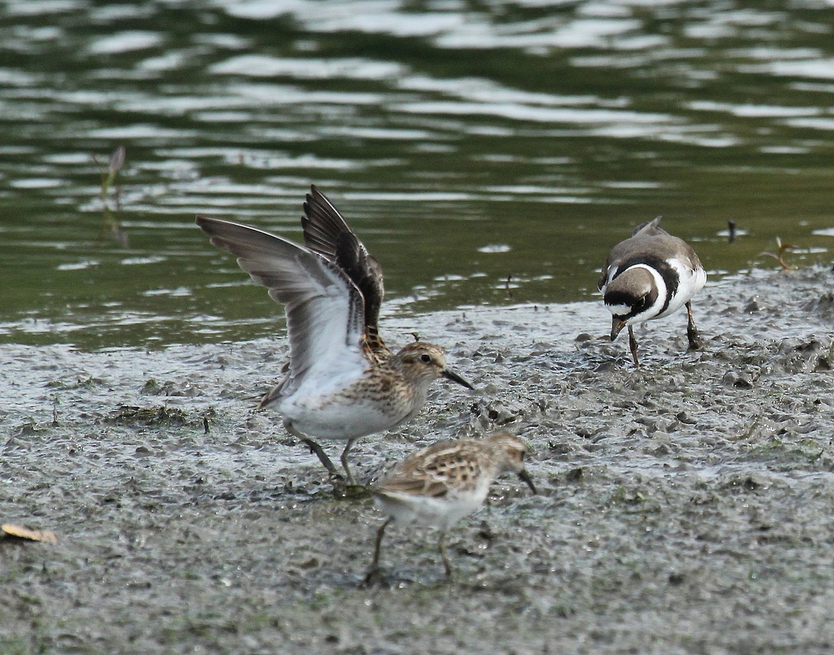 Least Sandpiper - ML340938171