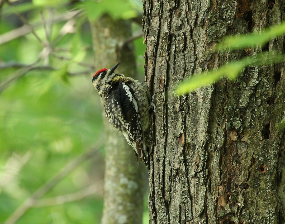 Yellow-bellied Sapsucker - ML340938581