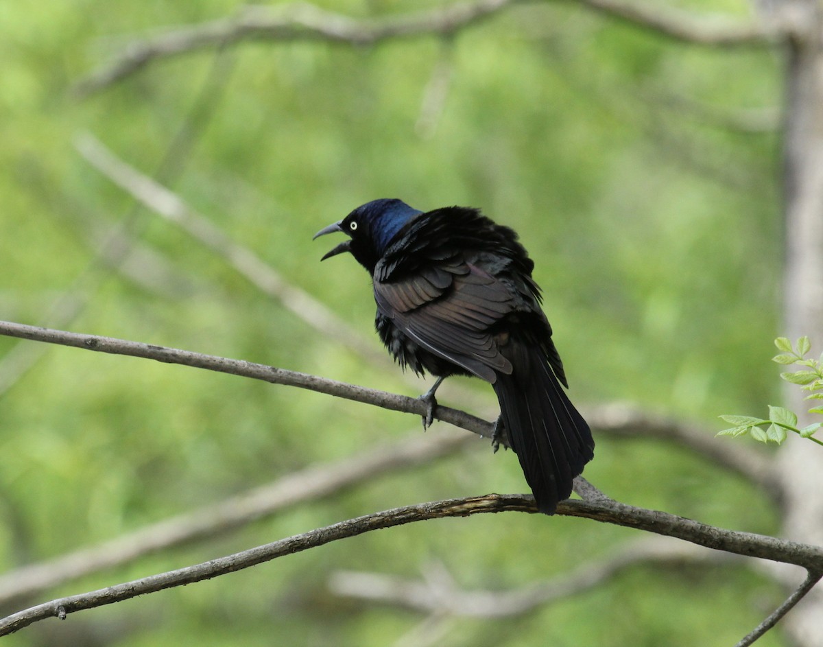 Common Grackle - ML340938961
