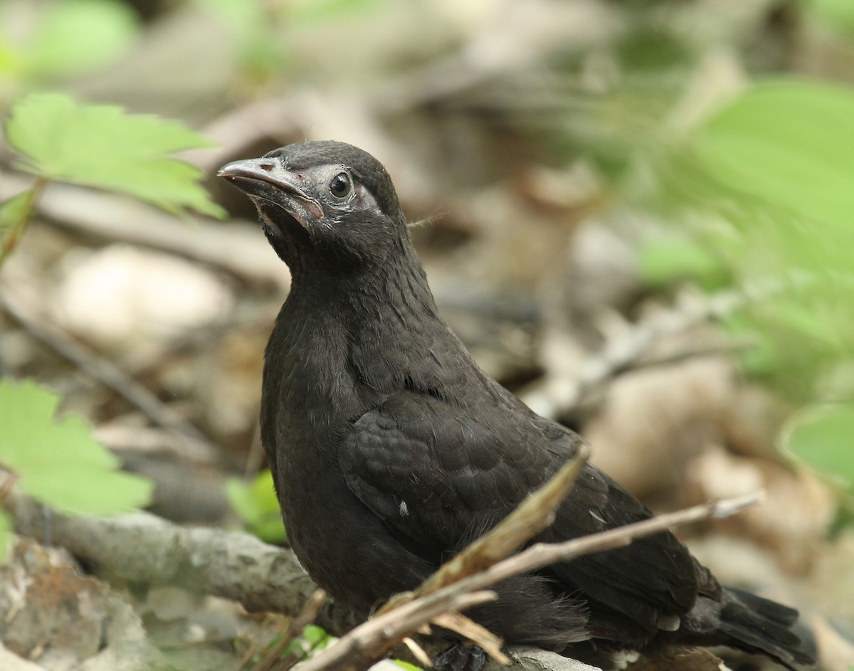 Common Grackle - ML340939011