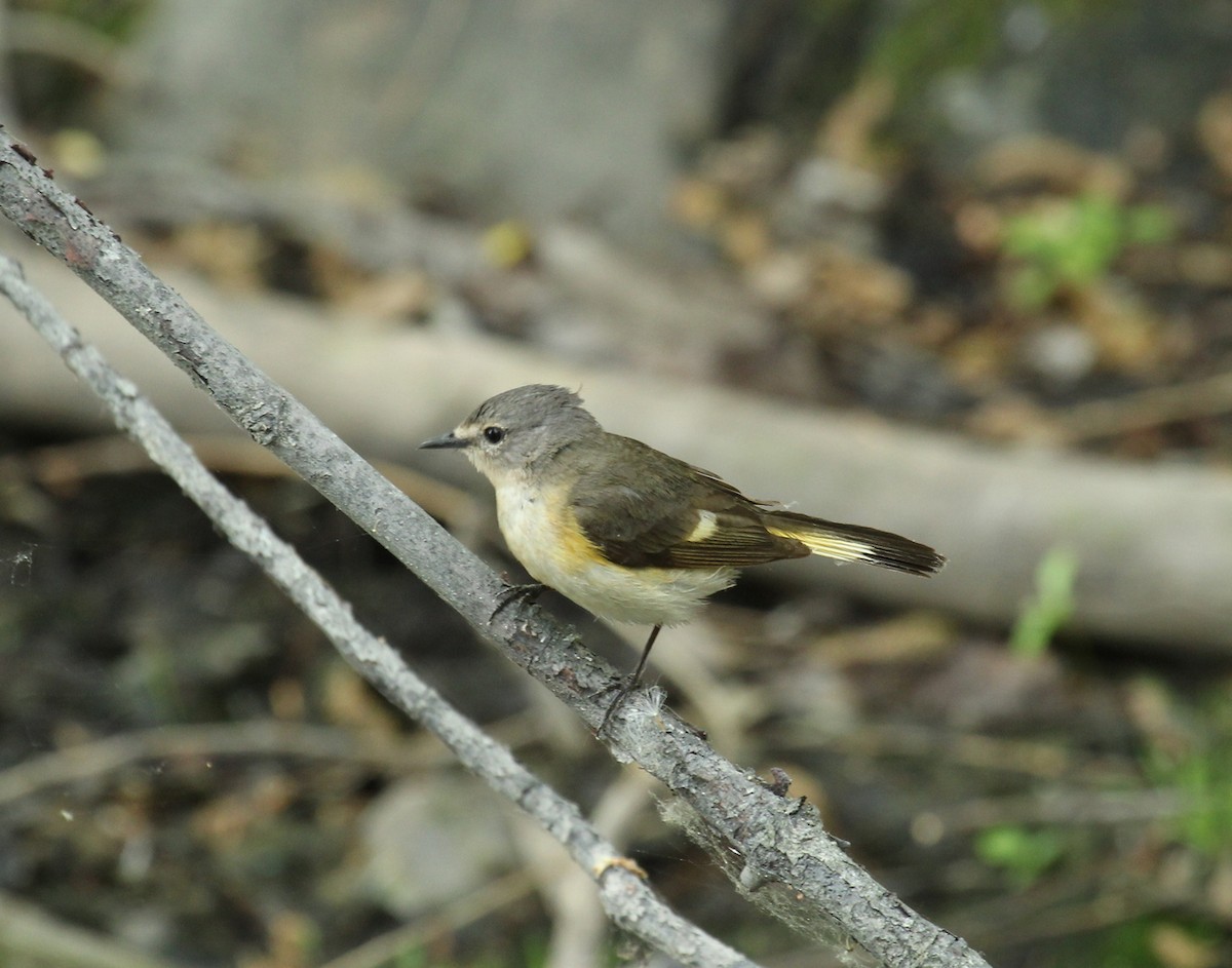 American Redstart - ML340939321