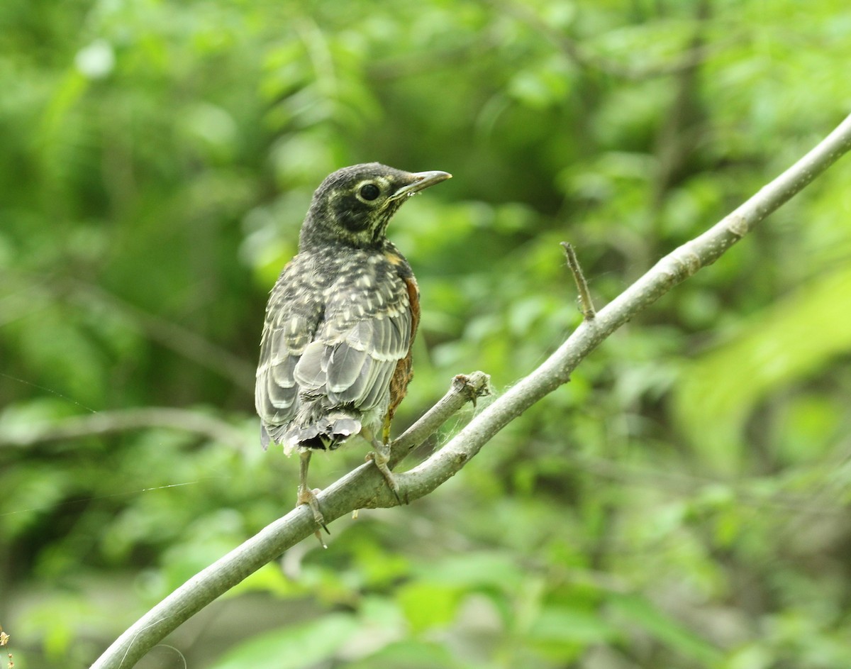 American Robin - ML340939491