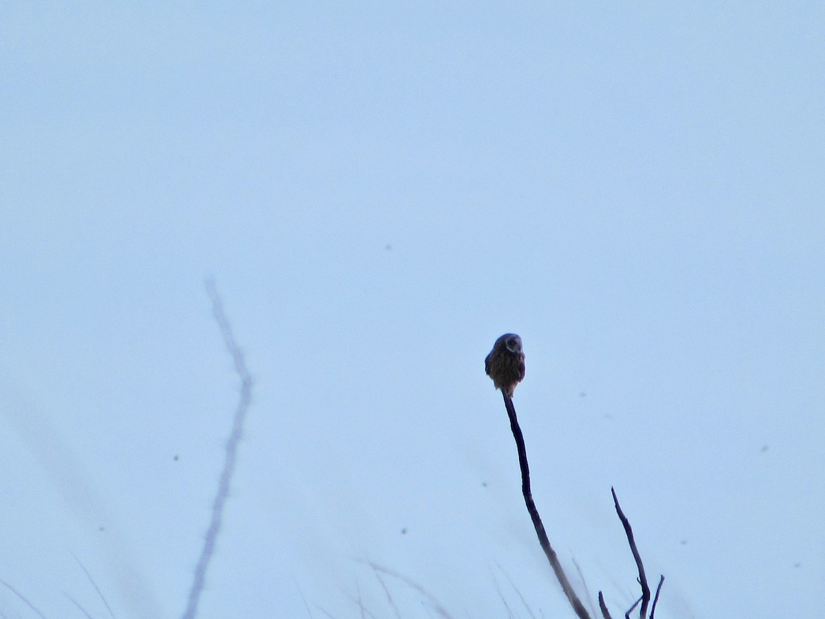 Short-eared Owl - ML340940581