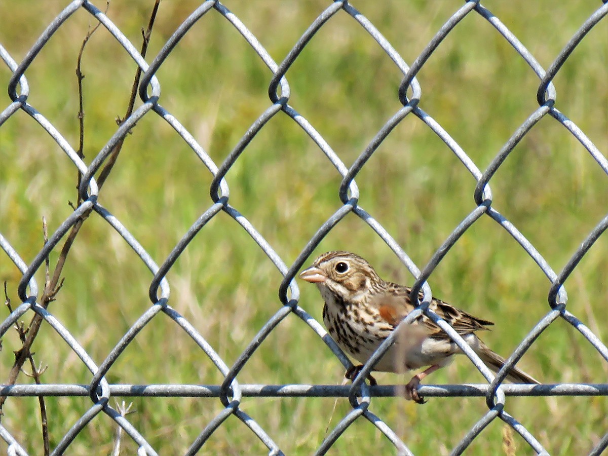 Vesper Sparrow - David and Regan Goodyear