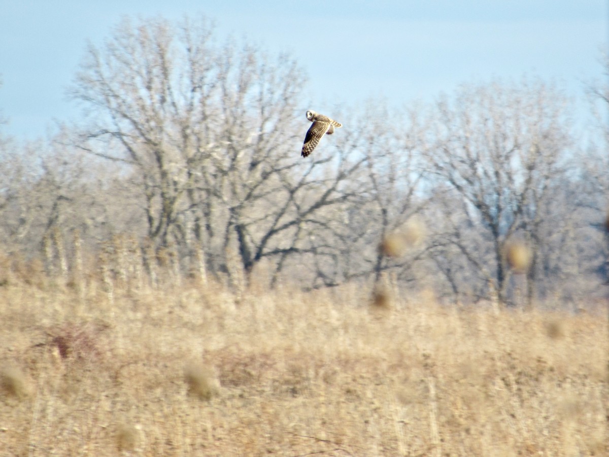 Short-eared Owl - ML340940771