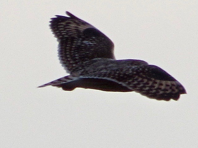 Short-eared Owl - ML340942301