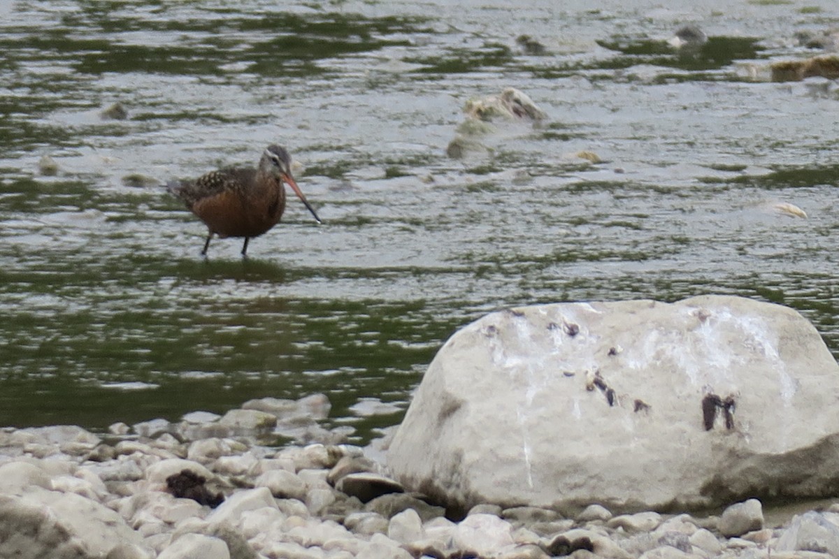 Hudsonian Godwit - ML340942631