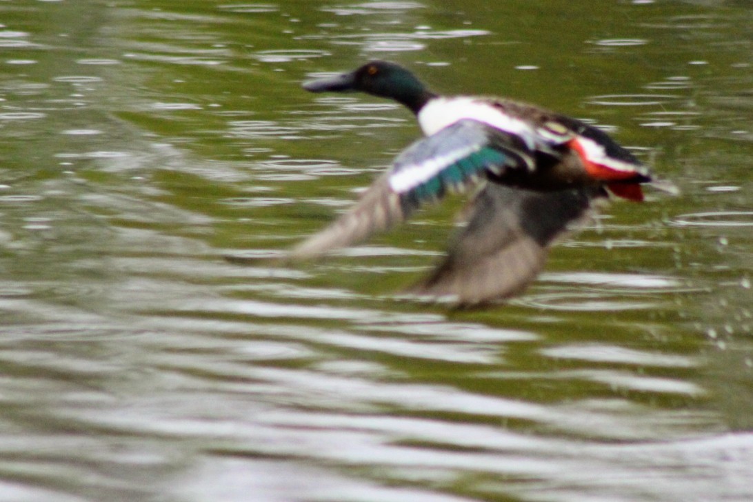 Northern Shoveler - ML340942761