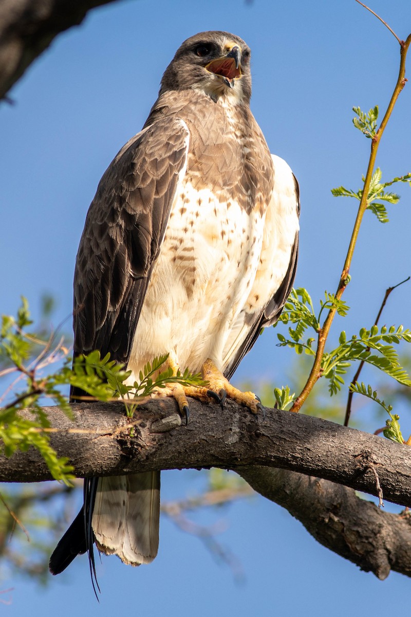 Swainson's Hawk - ML340942991