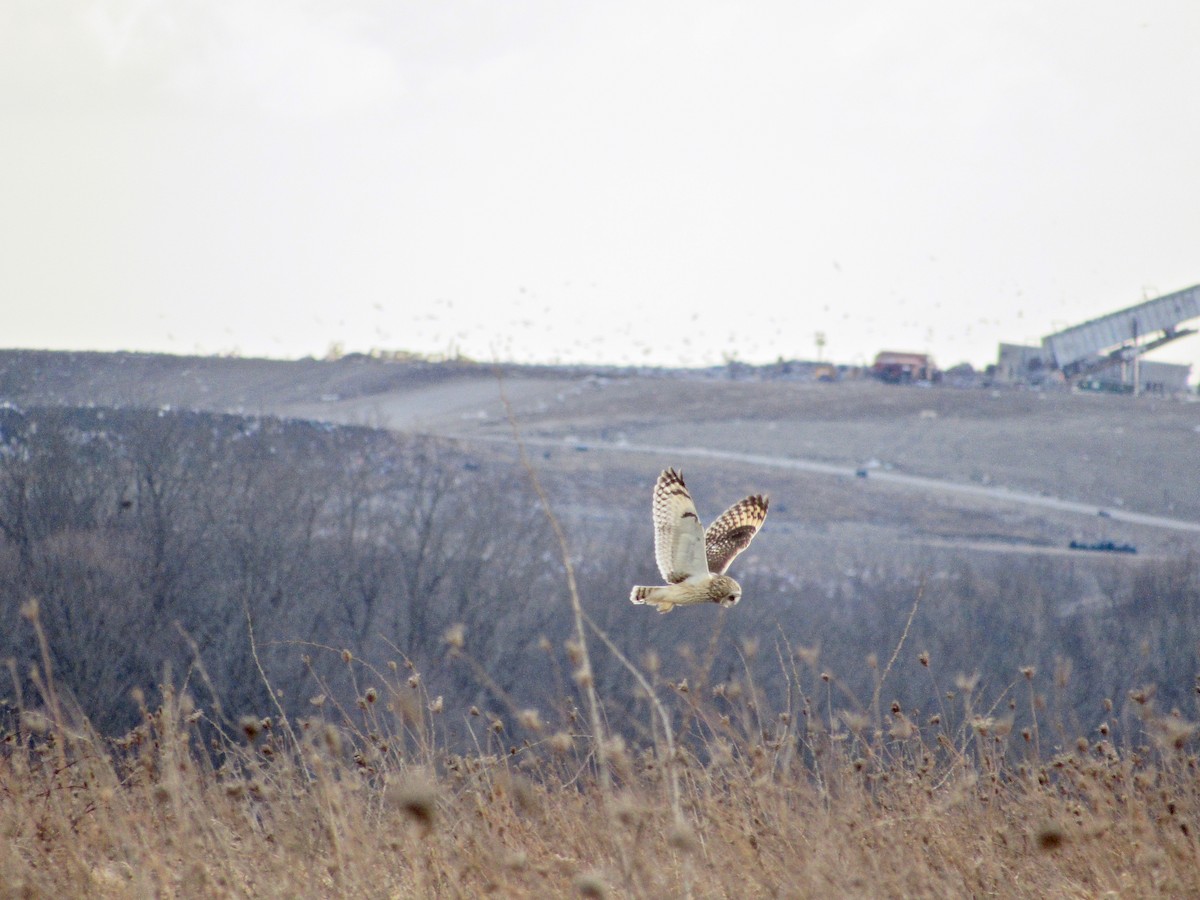 Short-eared Owl - Owen Woodhouse