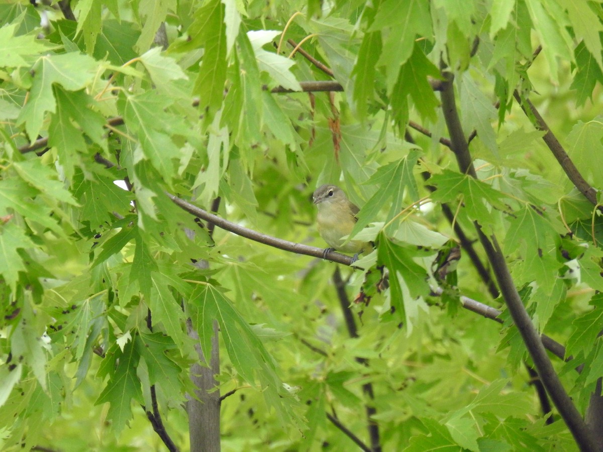 Bell's Vireo - Joseph Boros