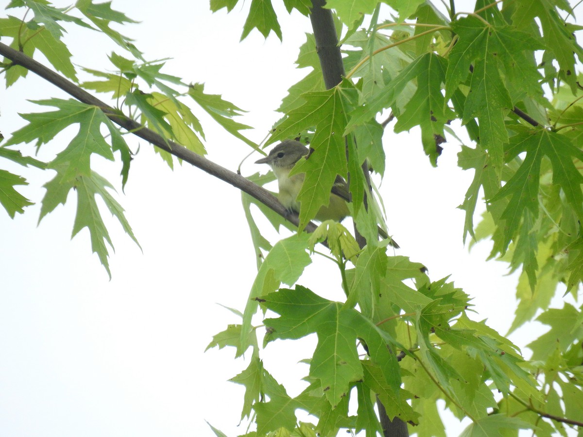 Braunaugenvireo - ML340944441