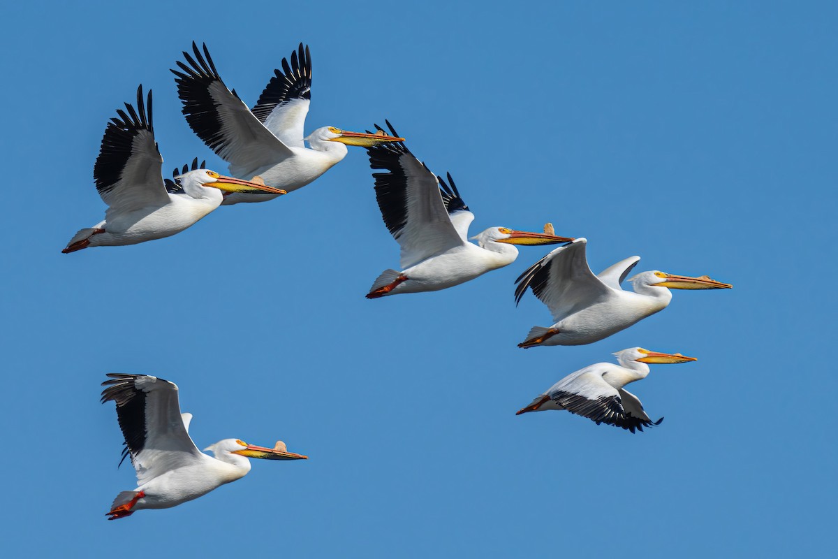 American White Pelican - ML340944801