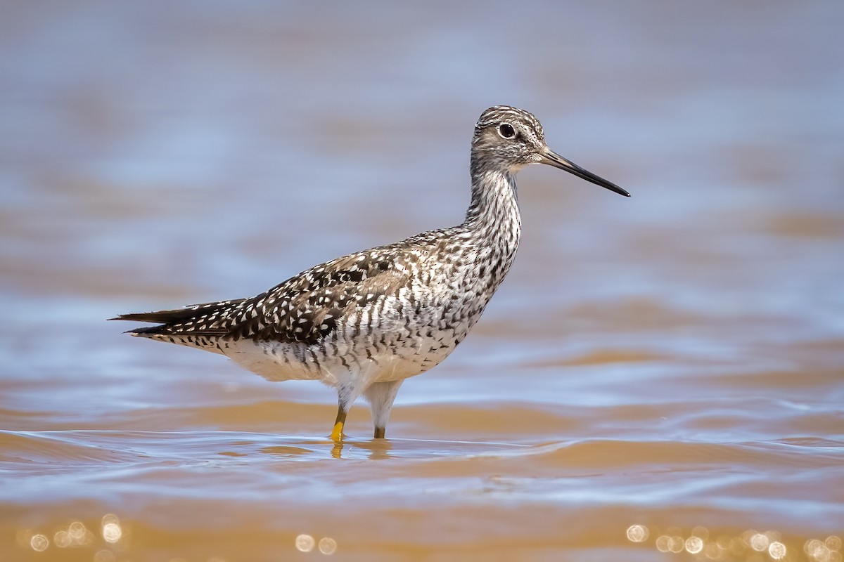 Greater Yellowlegs - ML340945741