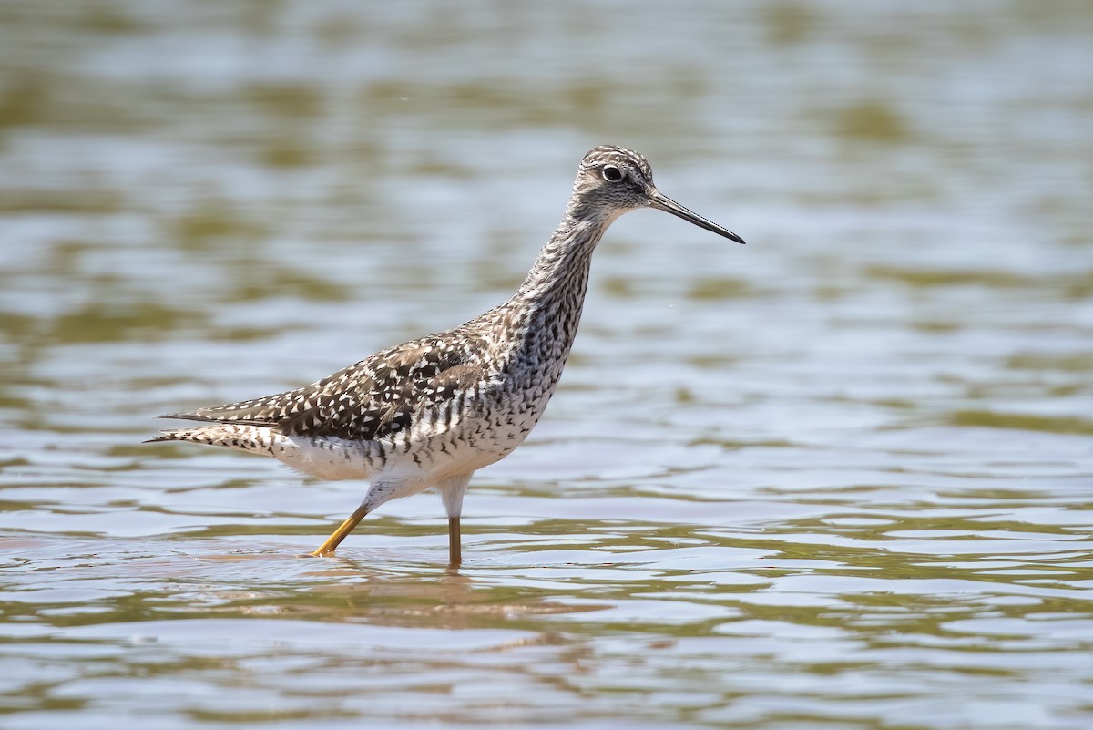 Greater Yellowlegs - ML340945841