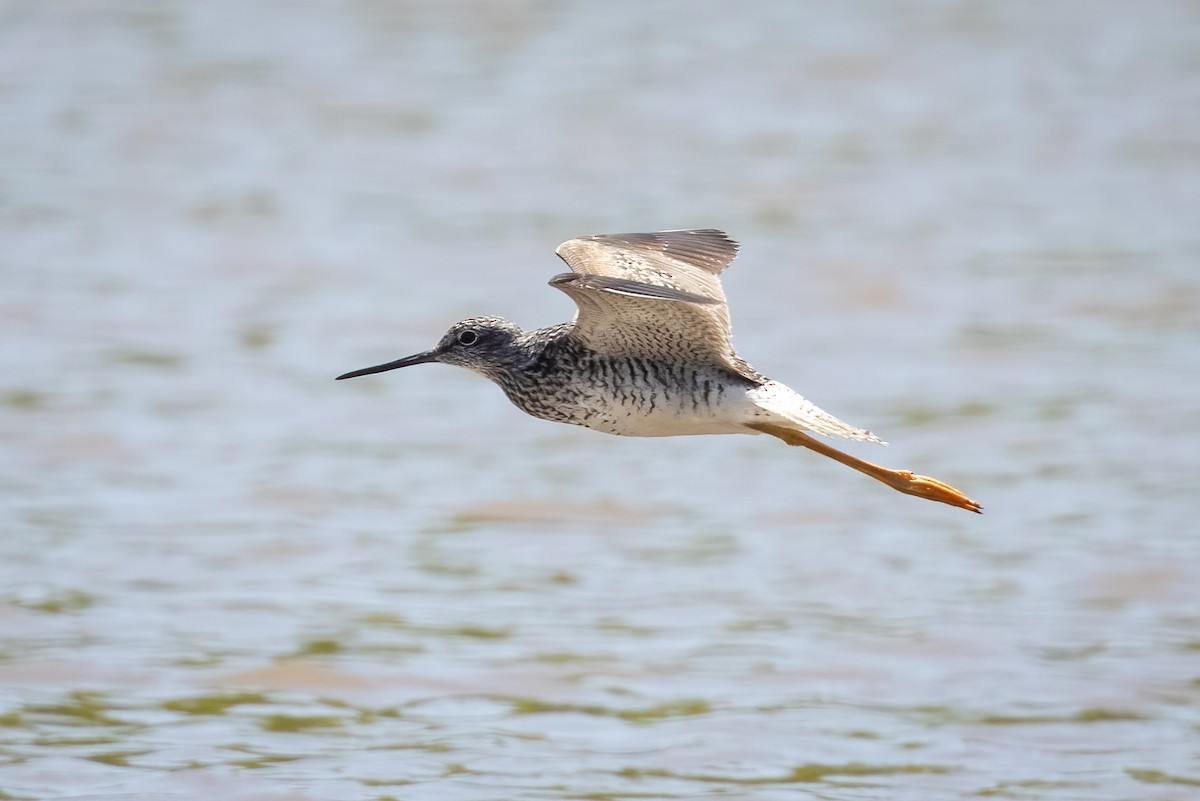 Greater Yellowlegs - ML340945861