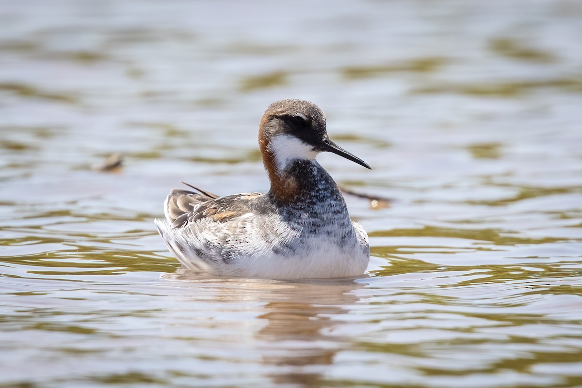 Red-necked Phalarope - ML340946091